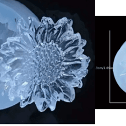 ref.joam215 girasol