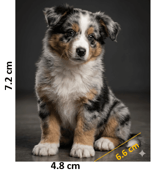 Molde de silicona de Perro Border Collie Ref. 1173